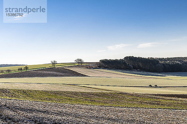 Deutschland  Baden-Württemberg  Uissigheim  Feldlandschaft