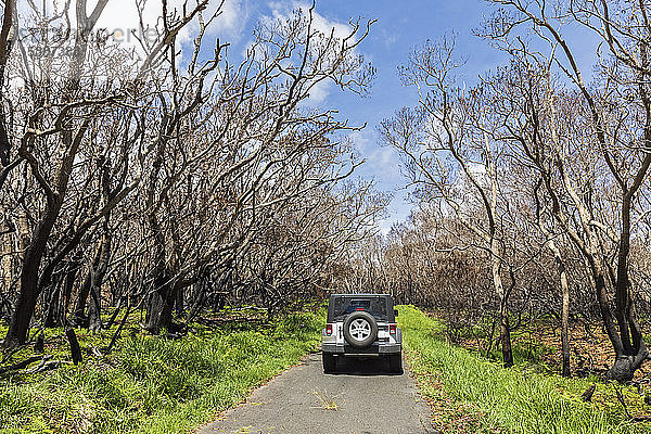 USA  Hawaii  Big Island  Mauna Loa Road  Jeep  verbrannte Bäume