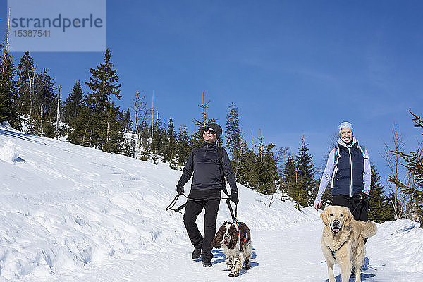 Deutschland  Bayerischer Wald  Lusen  Frau und Mann mit Hunden beim Winterwandern