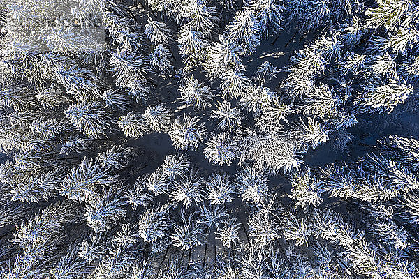 Deutschland  Oberbayern  Dietramaszell  Luftaufnahme des Kiefernwaldes im Winter