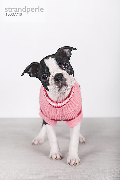 Porträt eines Boston-Terrier-Welpen in rosa Pullover