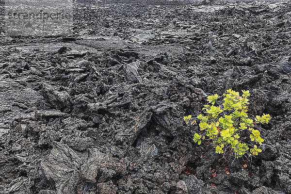 USA  Hawaii  Volcanoes National Park  auf magmatischem Gestein wachsende Pflanze