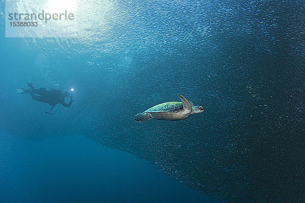Taucher mit Grüner Meeresschildkröte in einem Sardinenschwarm
