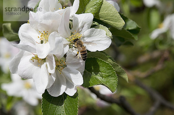 Biene auf einer Apfelblüte  Bayern  Deutschland