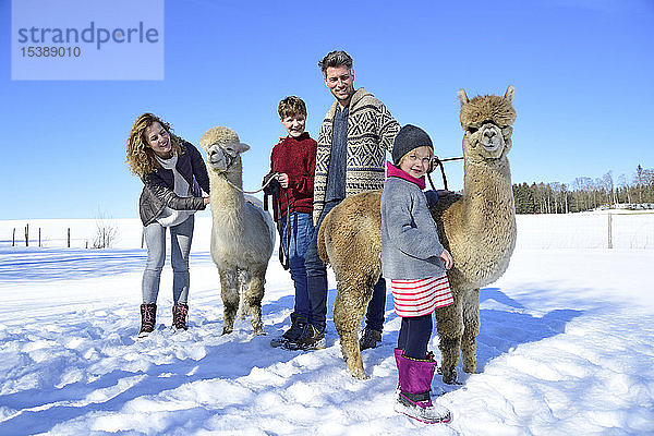 Familie mit Alpakas auf einem Feld im Winter