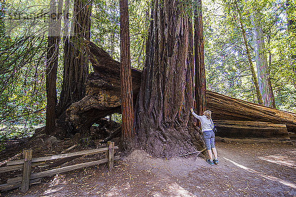USA  Kalifornien  Big Basin Redwoods State Park  Frau steht vor einem riesigen Mammutbaum