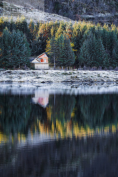 Norwegen  Lofoten  gefrorene Federn am Wasser