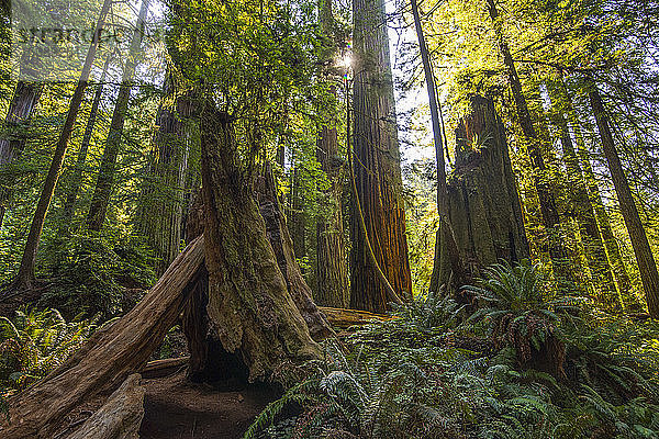 USA  Kalifornien  Redwood State Park  Riesenmammutbäume