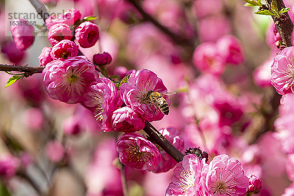 Biene auf rosa Mandelbaumblüte mit