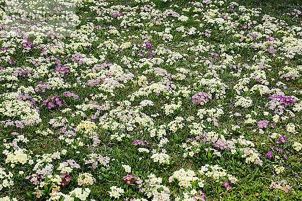 Blumenwiese mit vielen Primeln in verschiedenen Farben
