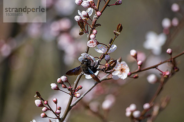 Schreinerbiene in der Baumblüte