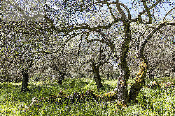 Italien  Sardinien  Olivenbäume