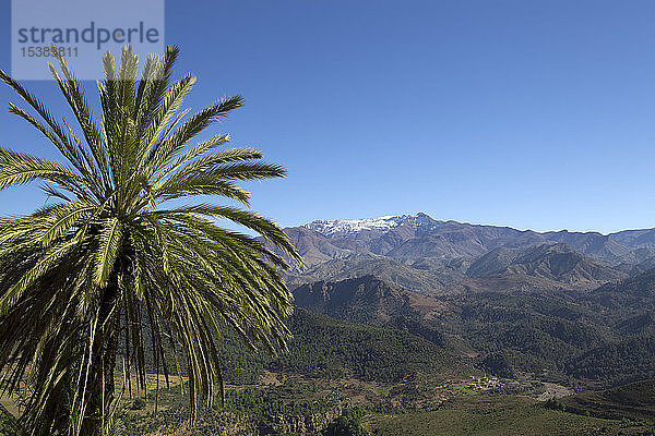 Marokko  Palme vor dem Atlas-Gebirge