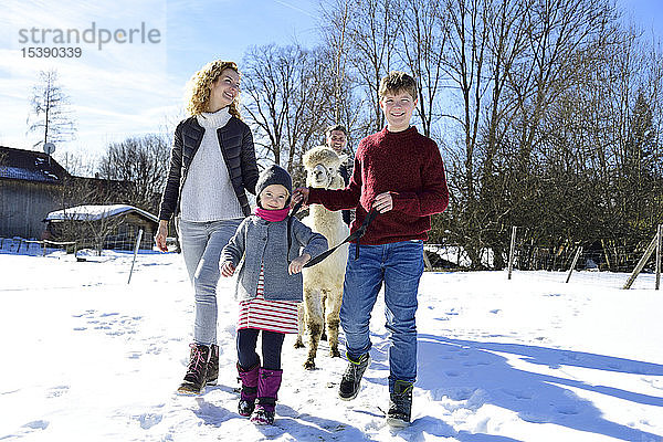Familie geht im Winter mit Alpaka auf einem Feld