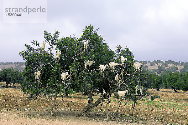 Marokko  Sidi Kaouki  Ziegen klettern auf den Arganbaum