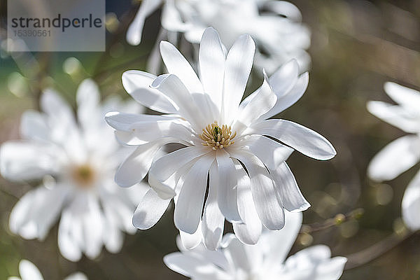 Weiße Blüten der Stern-Magnolie  Nahaufnahme