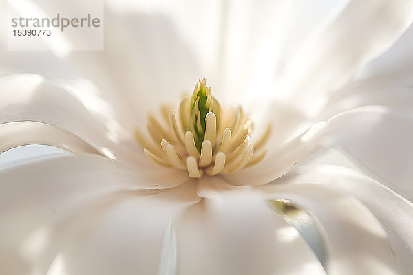 Weiße Blüte der Stern-Magnolie  Detail