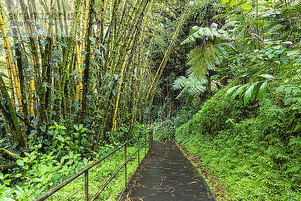 USA  Hawaii  Big Island  Akaka Falls State Park  Bambuswald
