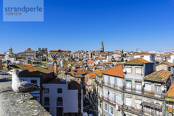 Portugal  Porto  Stadtansicht  Möwe an der Wand