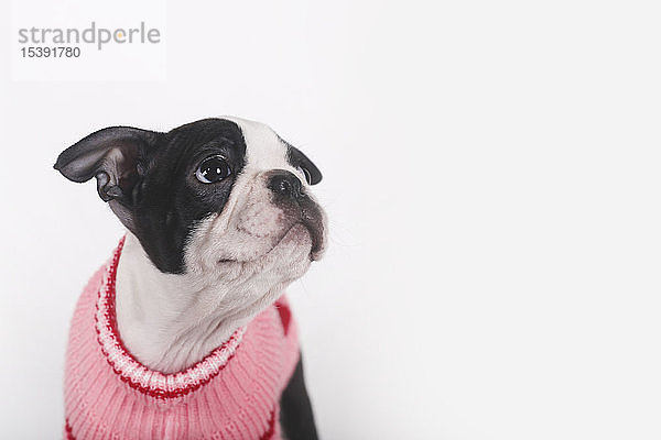 Boston-Terrier-Welpe in rosa Pullover  der etwas beobachtet