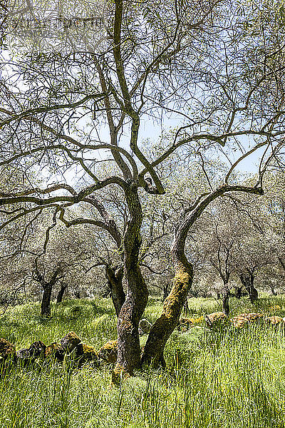 Italien  Sardinien  Olivenbäume