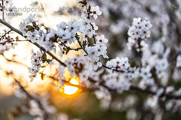 Kirschpflaumenblüten bei Sonnenuntergang