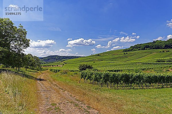 Vienyard  Bas-Rhin  Elsass  Frankreich  Europa