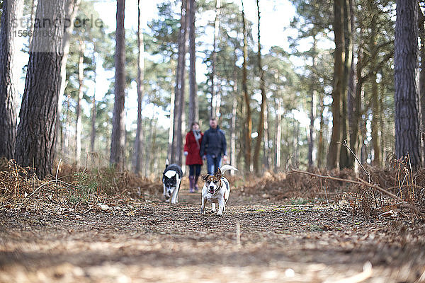 Hunde laufen vor einem wandernden Paar im Herbstwald
