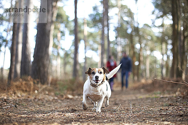 Glücklicher  unbekümmerter Hund  der im Herbstwald läuft
