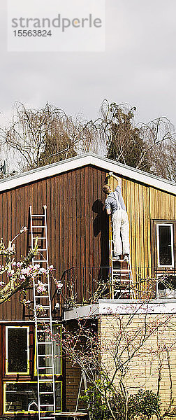 Männlicher Maler auf einer Leiter beim Streichen der Außenverkleidung eines Hauses