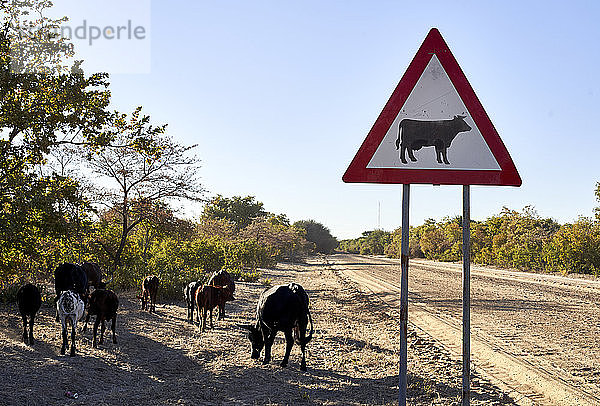 Vorsicht vor Kuhschildern am Feldweg gegen den klaren Himmel am Caprivi-Streifen  Namibia