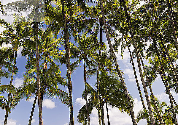 USA  Hawaii  Ansicht einer Palme