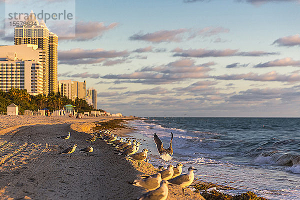 Möwen an der Meeresküste von Miami Beach gegen den Himmel  Florida  USA