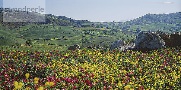 Italien  Sizilien  Blick auf Blumenwiese mit Bergen im Hintergrund