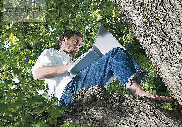 Deutschland  Junger Mann sitzt auf Baum und benutzt Laptop