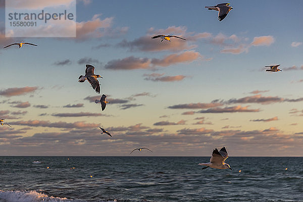 Möwen fliegen bei Miami bei Sonnenaufgang über das Meer gegen den Himmel  Florida  USA