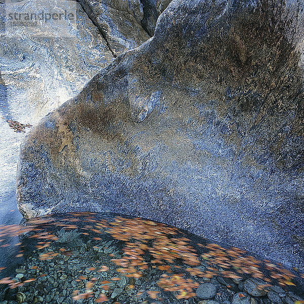 Ansicht der Blätter im Wasser