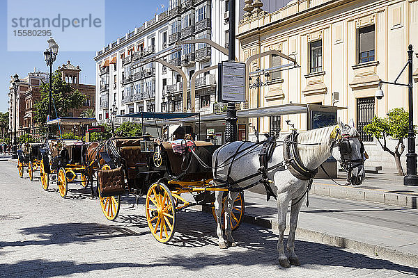 Pferdekarren auf der Straße in Andalusien  Spanien