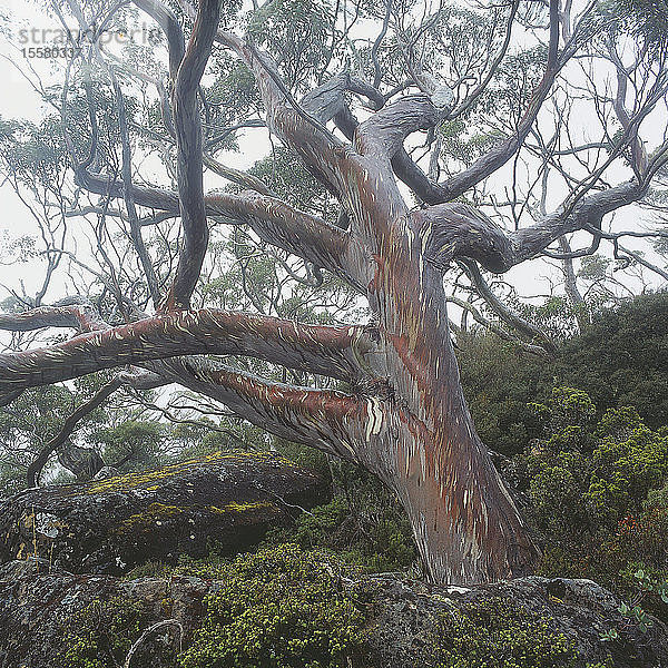 Australien  Tasmanien  Ansicht eines Baumes im Regenwald