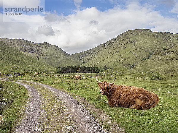 Hochlandrinder sitzen auf Grasland vor bewölktem Himmel  Schottland  UK