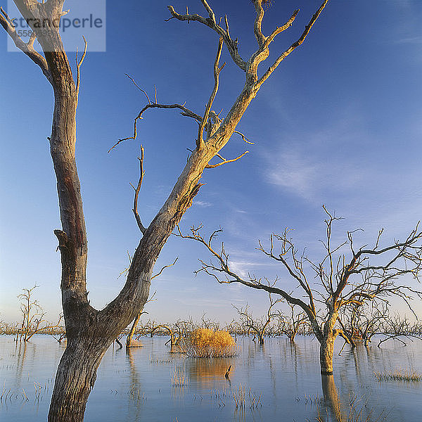 Australien  Victoria  Blick auf tote Bäume in überfluteter Region