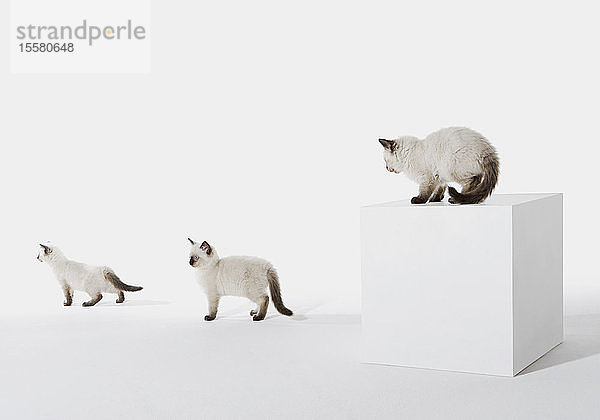 Drei Kätzchen vor weißem Hintergrund