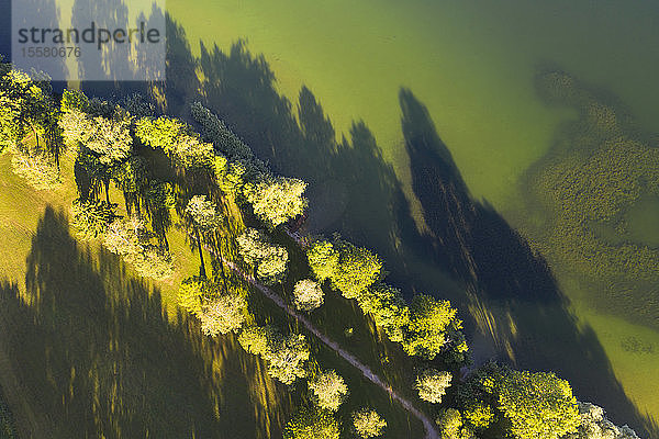 Drohnenaufnahme von Bäumen mit Schatten auf grüner Landschaft in Bayern  Deutschland