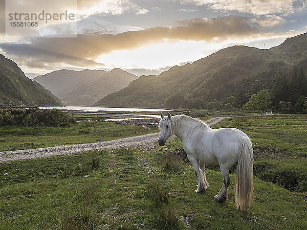 Weißes Pferd steht auf Grasland vor bewölktem Himmel bei Sonnenuntergang  Schottland  Großbritannien