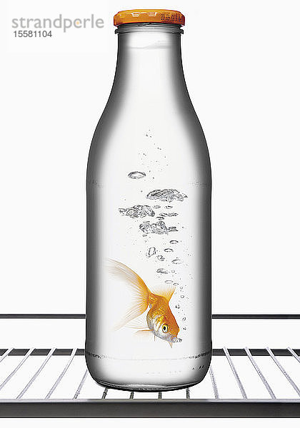 Goldfisch in Glasflasche  Nahaufnahme