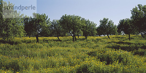 Spanien  Mallorca  Blick auf Mandelbäume in einer Blumenwiese