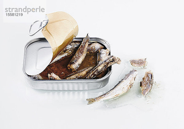 Sardinenbüchse auf weißem Hintergrund  Nahaufnahme