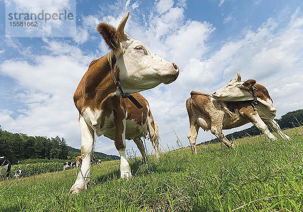 Deutschland  Weidende Rinder auf dem Bauernhof
