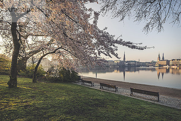 Kirschbäume an der Binnenalster gegen den Himmel im Frühling in Hamburg  Deutschland