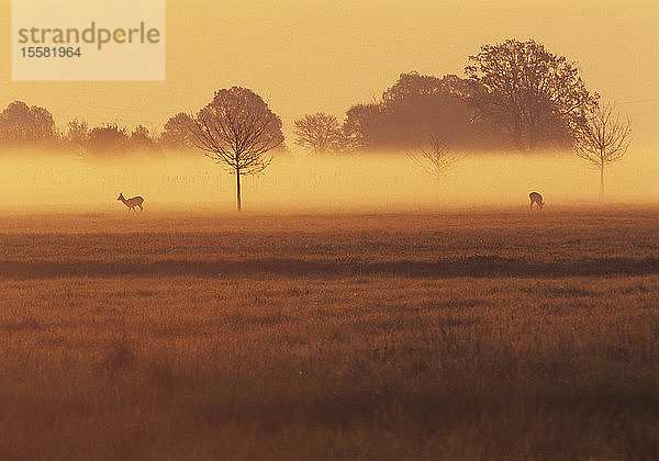 Österreich  Hirsche auf Gras am Morgen